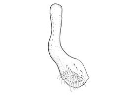   Anthidium cochimi  male, diagram showing ventral view of seventh sternum (S7), diagram by Victor Gonzalez (Gonzalez and Griswold 2013) 
